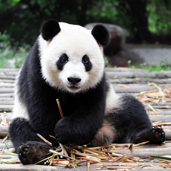 Chengdu in One Day: Pandas & Ancient Alleys
